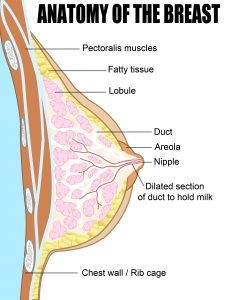 Breast - Anatomy