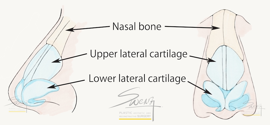 Anatomy of Nasal bone and Cartilages